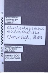 Etikette zu Chalcolepidius eschscholtzi (Chevrolat, 1833) (NHMW-ZOO-COL-0008049)